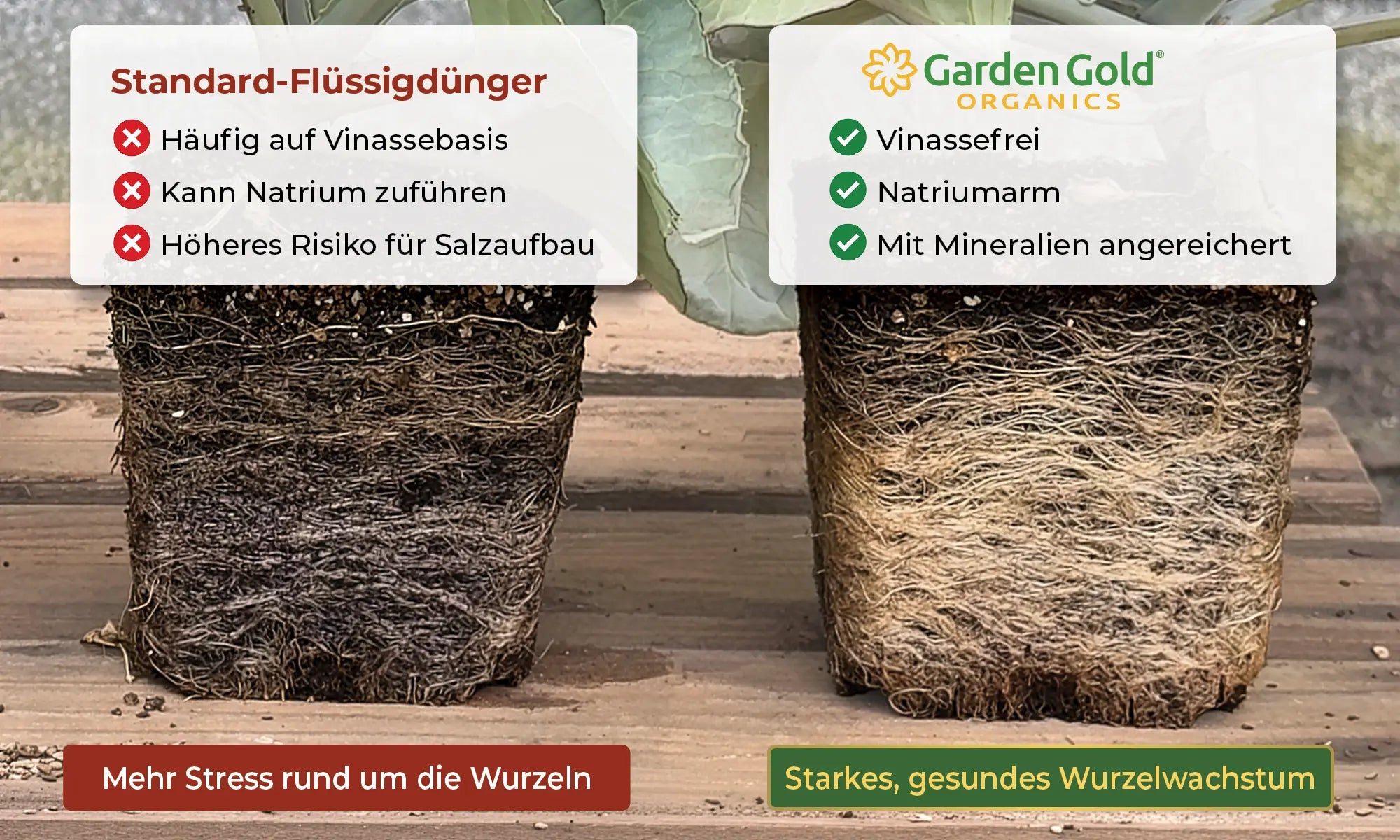Vergleich des Wurzelwachstums zwischen herkömmlichem vinassebasiertem Dünger und vinassefreiem Garden Gold Dünger mit niedrigem Natriumgehalt und mineralreicherer Nährstoffversorgung
