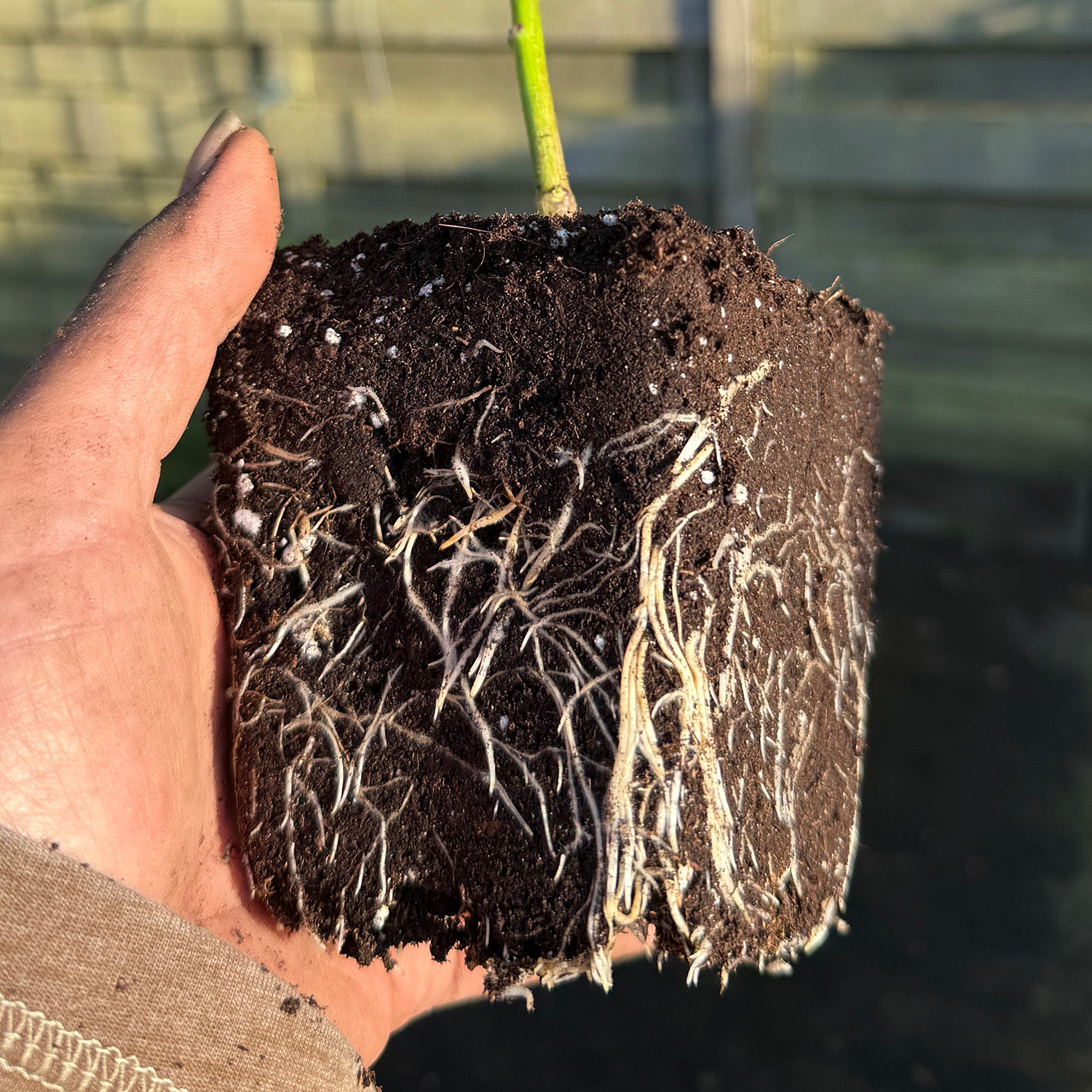 GARDEN GOLD -  Amazing root development for your chile peppers