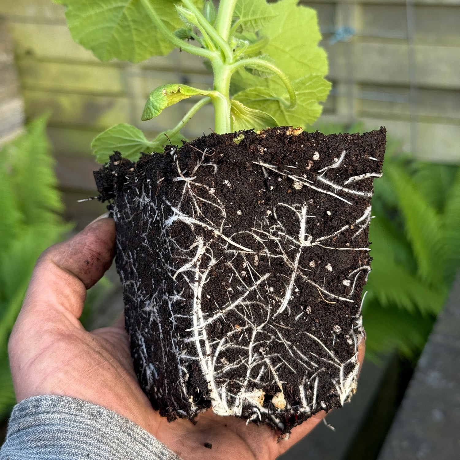 GARDEN GOLD -  Amazing root development for your pumpkins