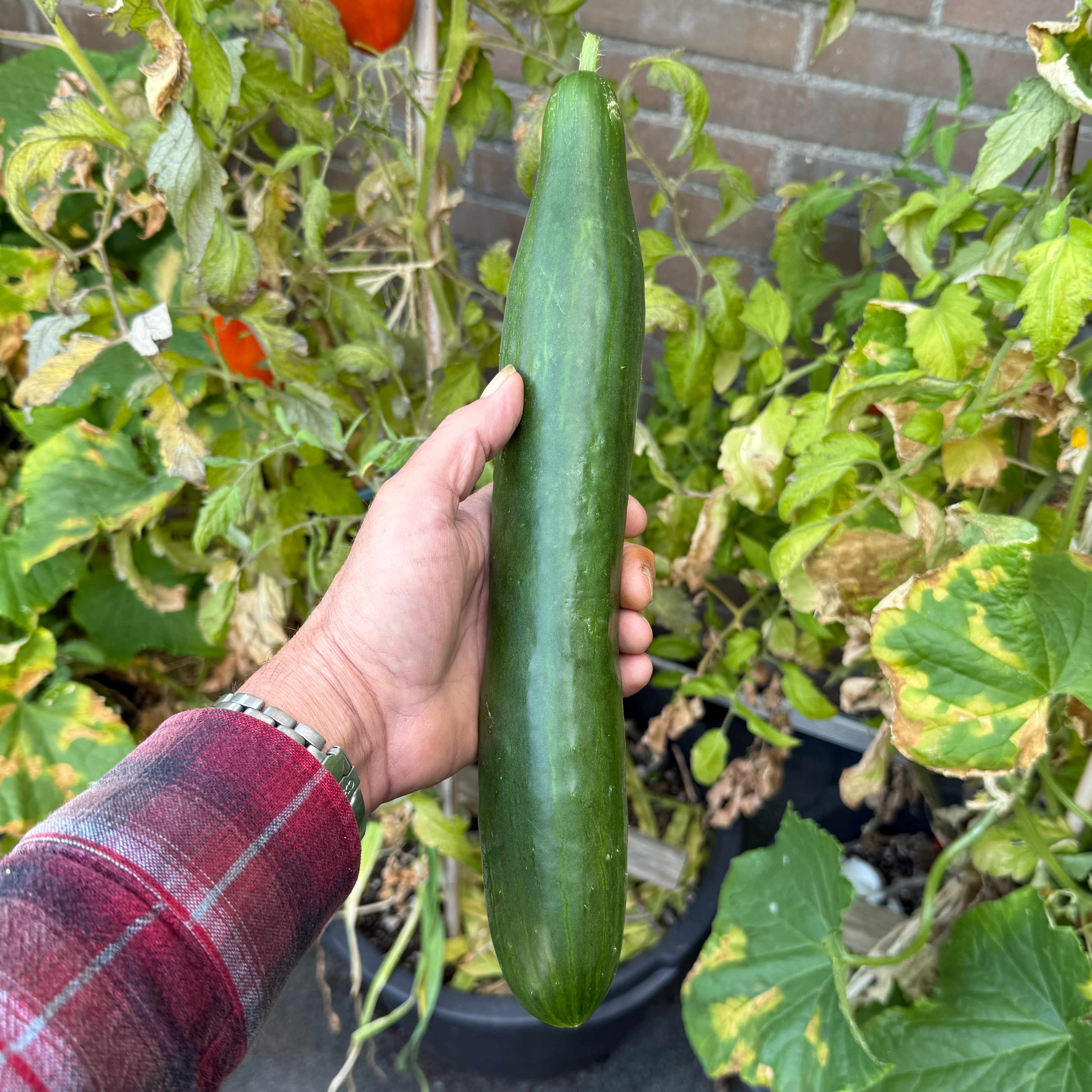 Giant Telegraph cucumber grown outdoors using Garden Gold Tomato/Chile Formula