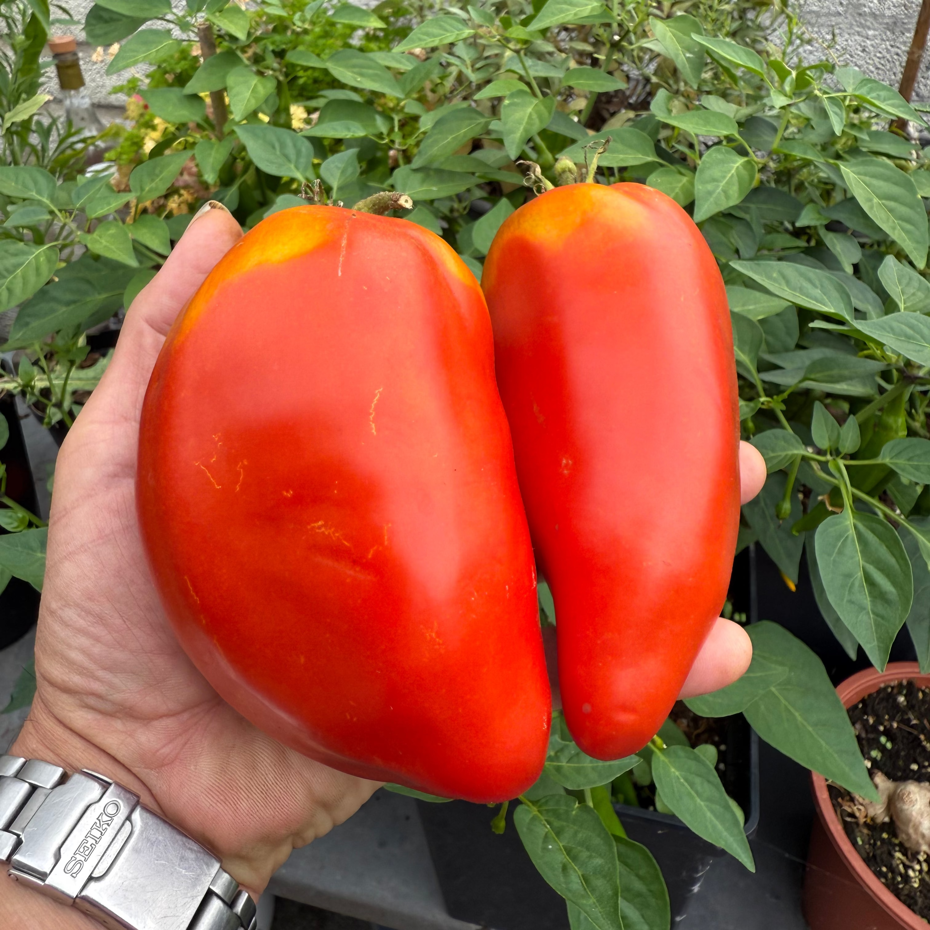 Two giant San Marzano tomatoes using Garden Gold Tomato/Chile Formula