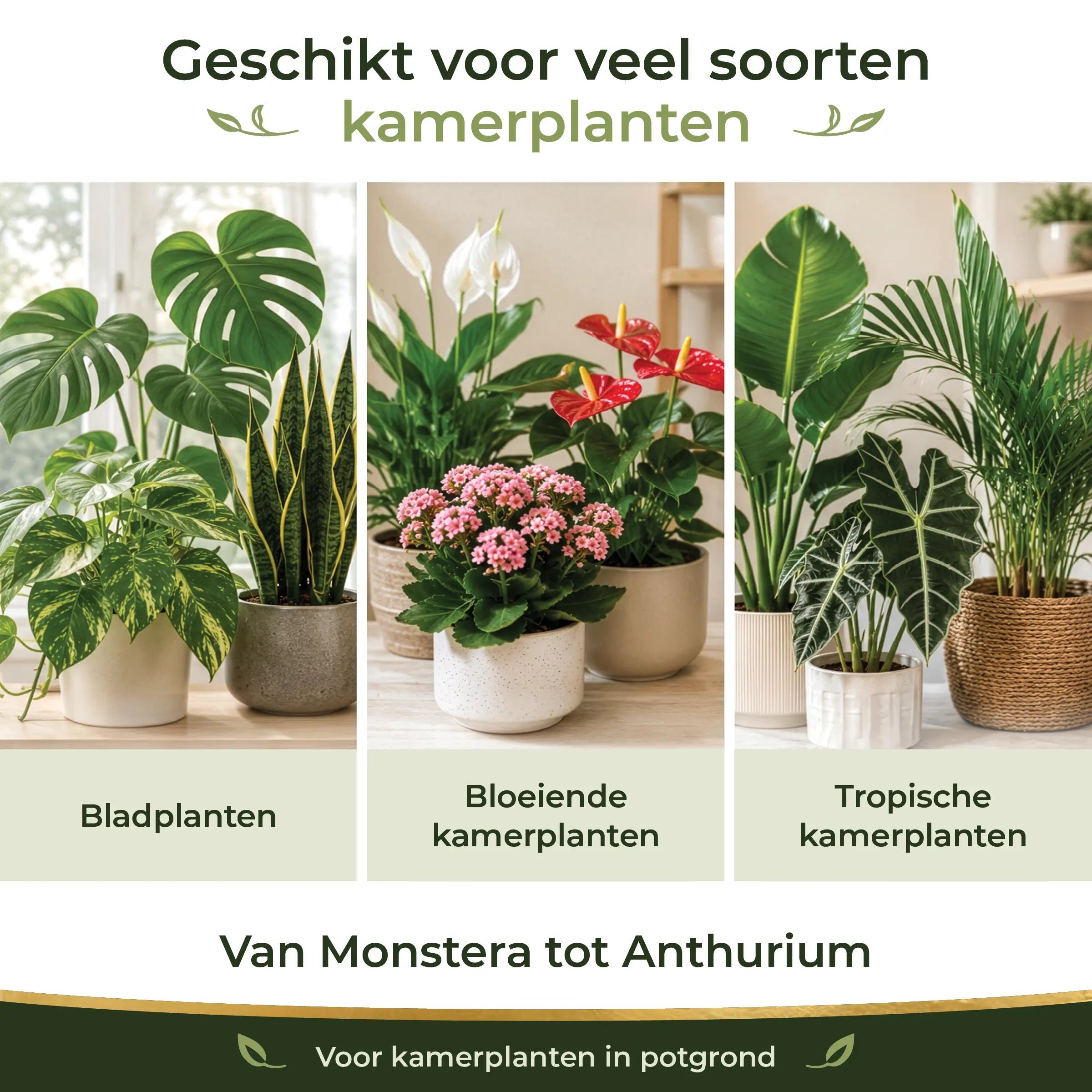 Houseplant Feeding Program suitable for foliage plants, flowering houseplants and tropical indoor plants from Monstera to Anthurium
