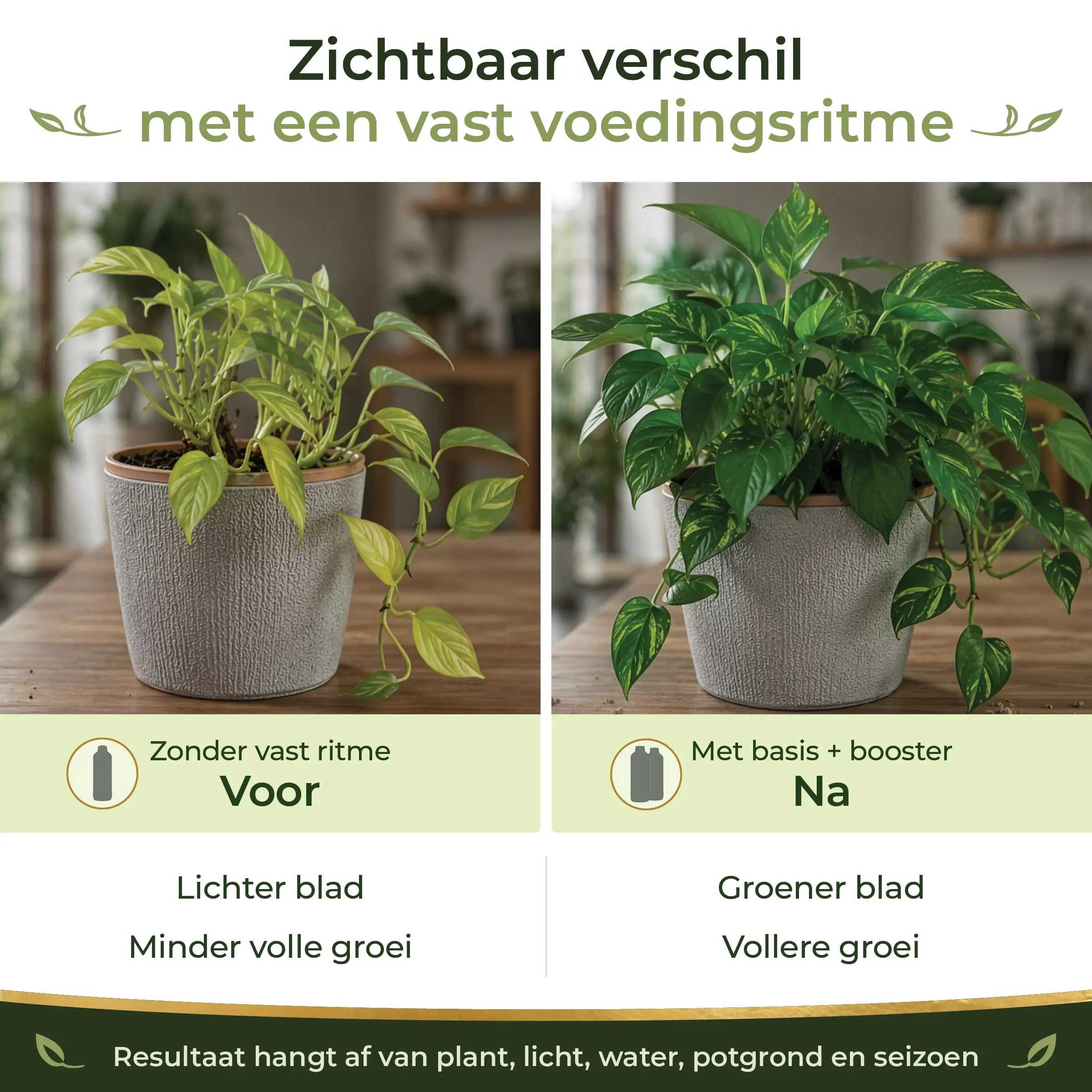 Before and after comparison of houseplants with a steady feeding rhythm and Garden Gold Houseplant Starter Pack