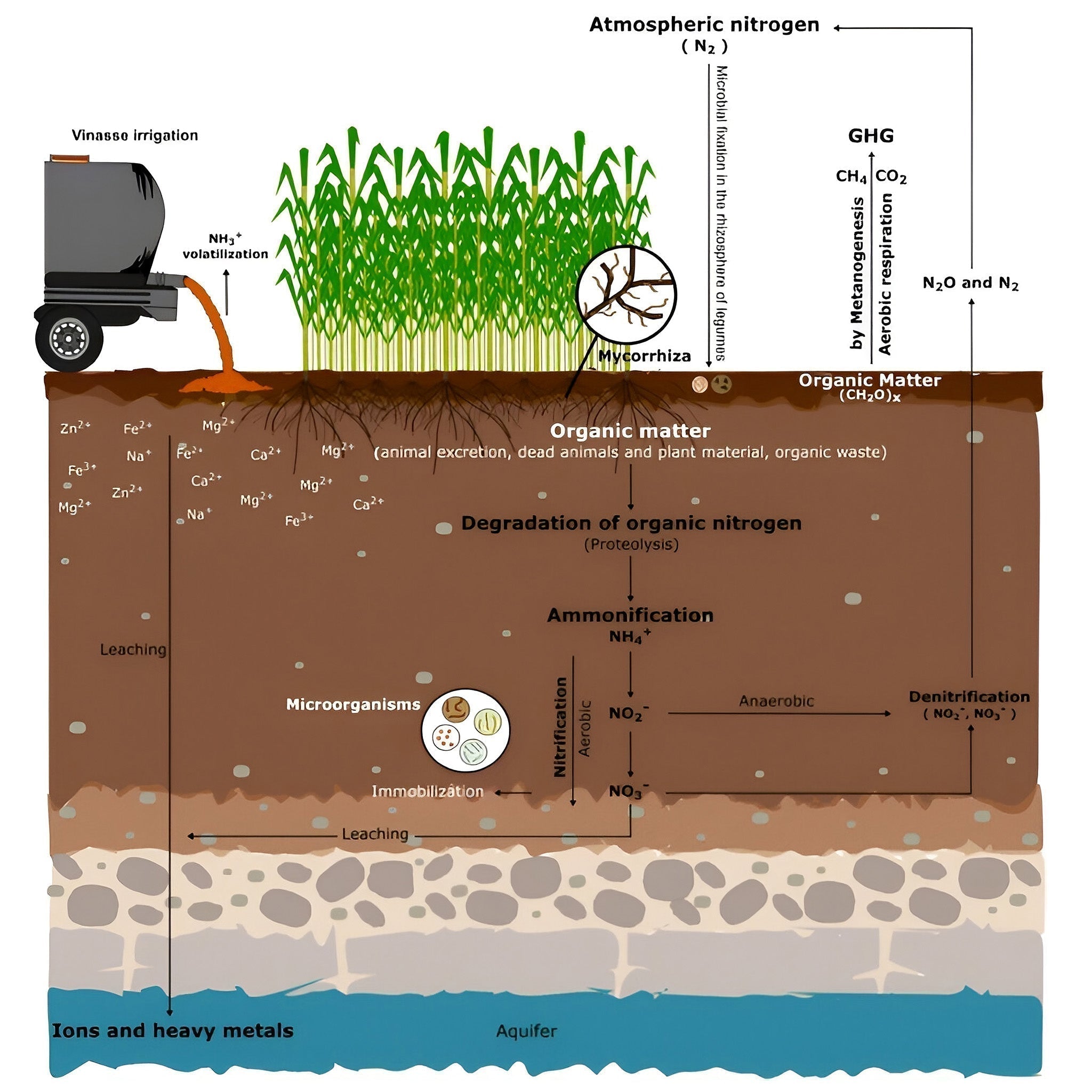 Educational diagram showing the potential impact of vinasse-based fertilisers on soil processes, nutrient cycling and leaching beneath crop roots.