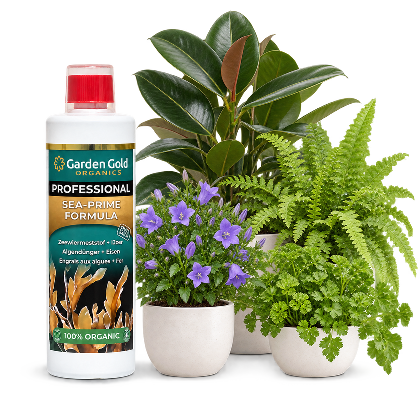 Garden Gold Organics Sea-Prime Formula beside a rubber plant, fern, herbs and purple bellflowers