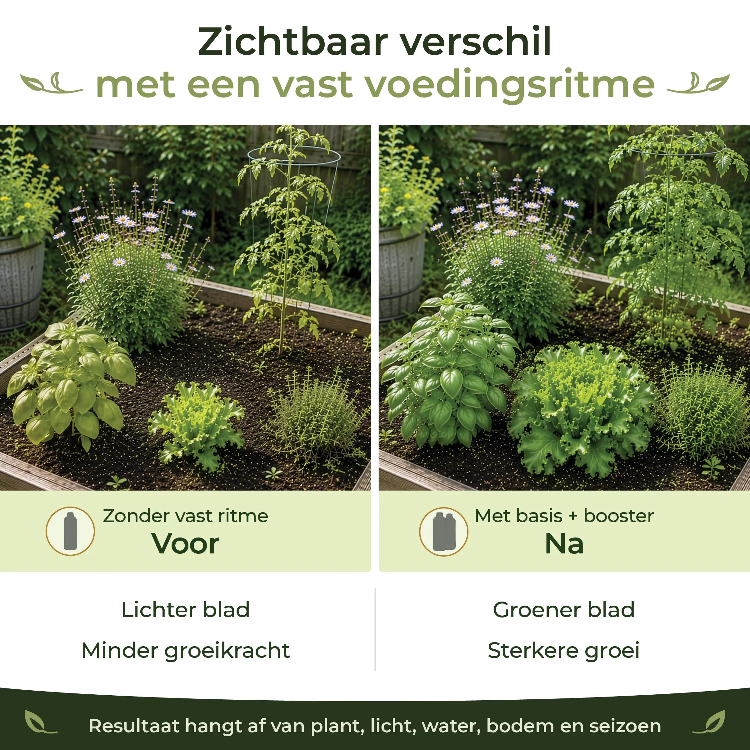 Before and after comparison showing greener leaves and stronger growth in garden plants with a consistent feeding routine