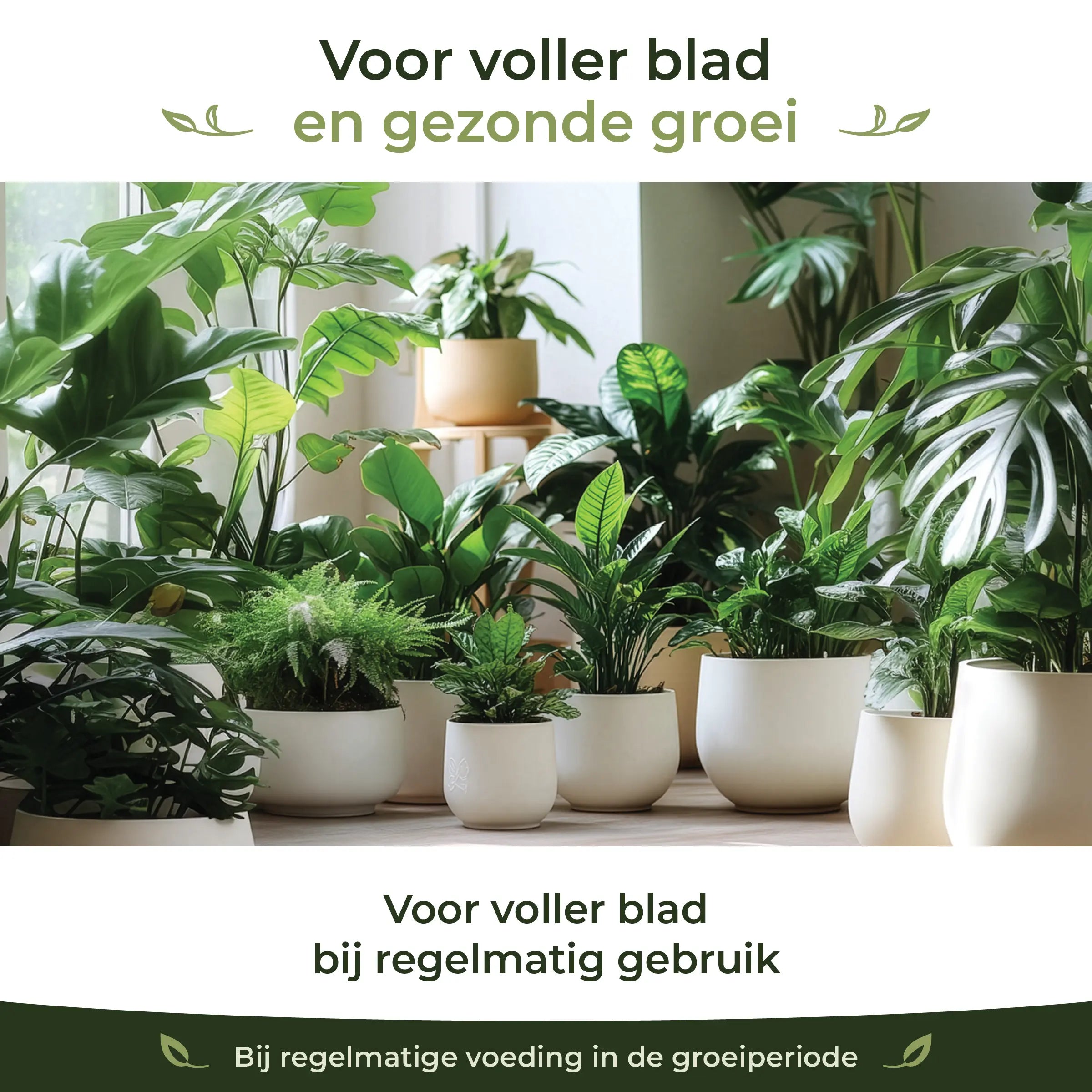 Healthy indoor houseplants with fuller leaves and green growth from regular feeding during the growing season