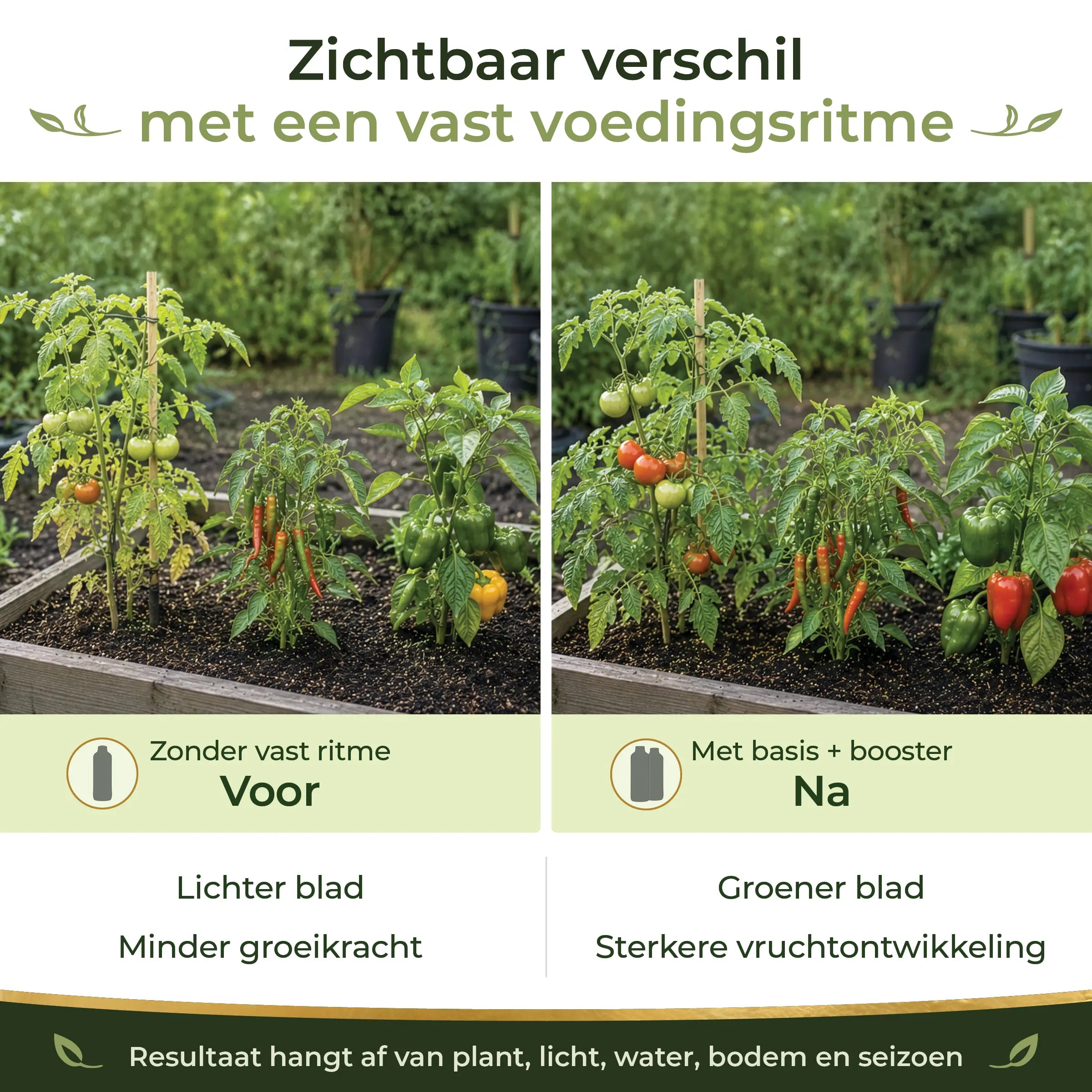 Before and after comparison showing healthier tomatoes, chiles and peppers with a consistent feeding routine using the Tomato/Chile Starter Pack.